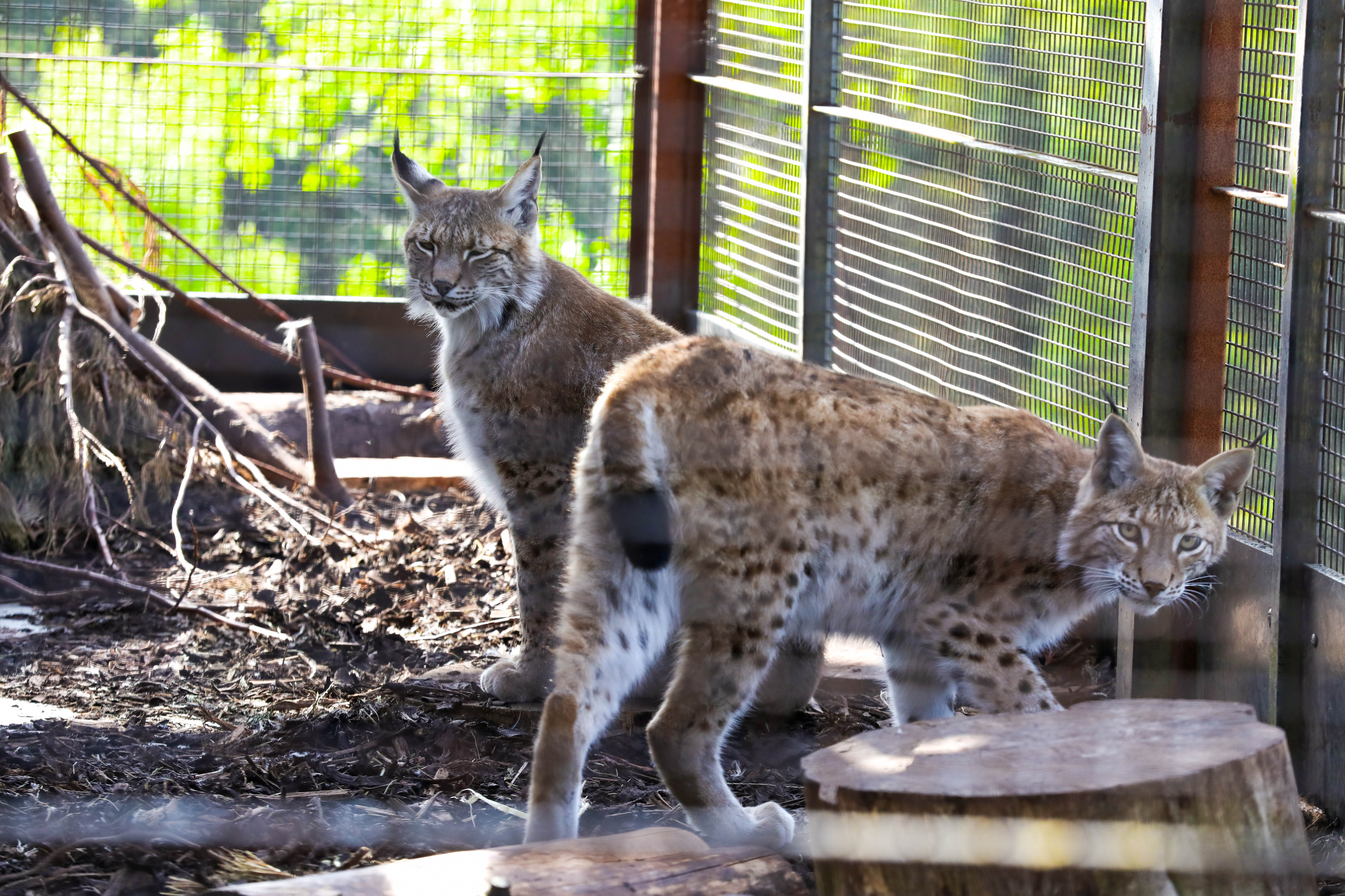 Lynx at Edinburgh Zoo IMAGE RZSS 2025