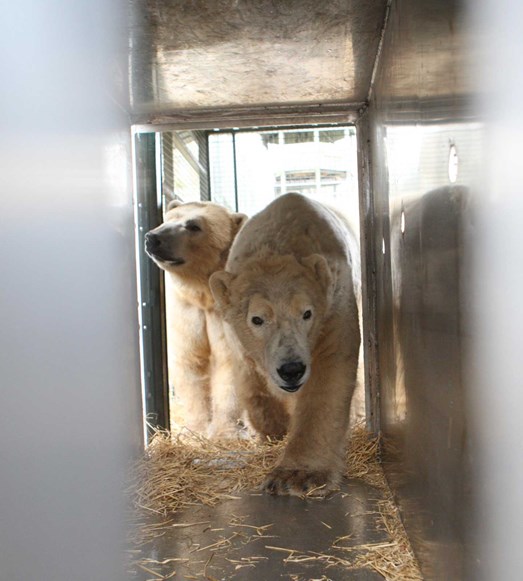 Male polar bears Arktos and Walker entering transportation box as part of training to be able to move him to Victoria's enclosure

Image: RZSS 2016