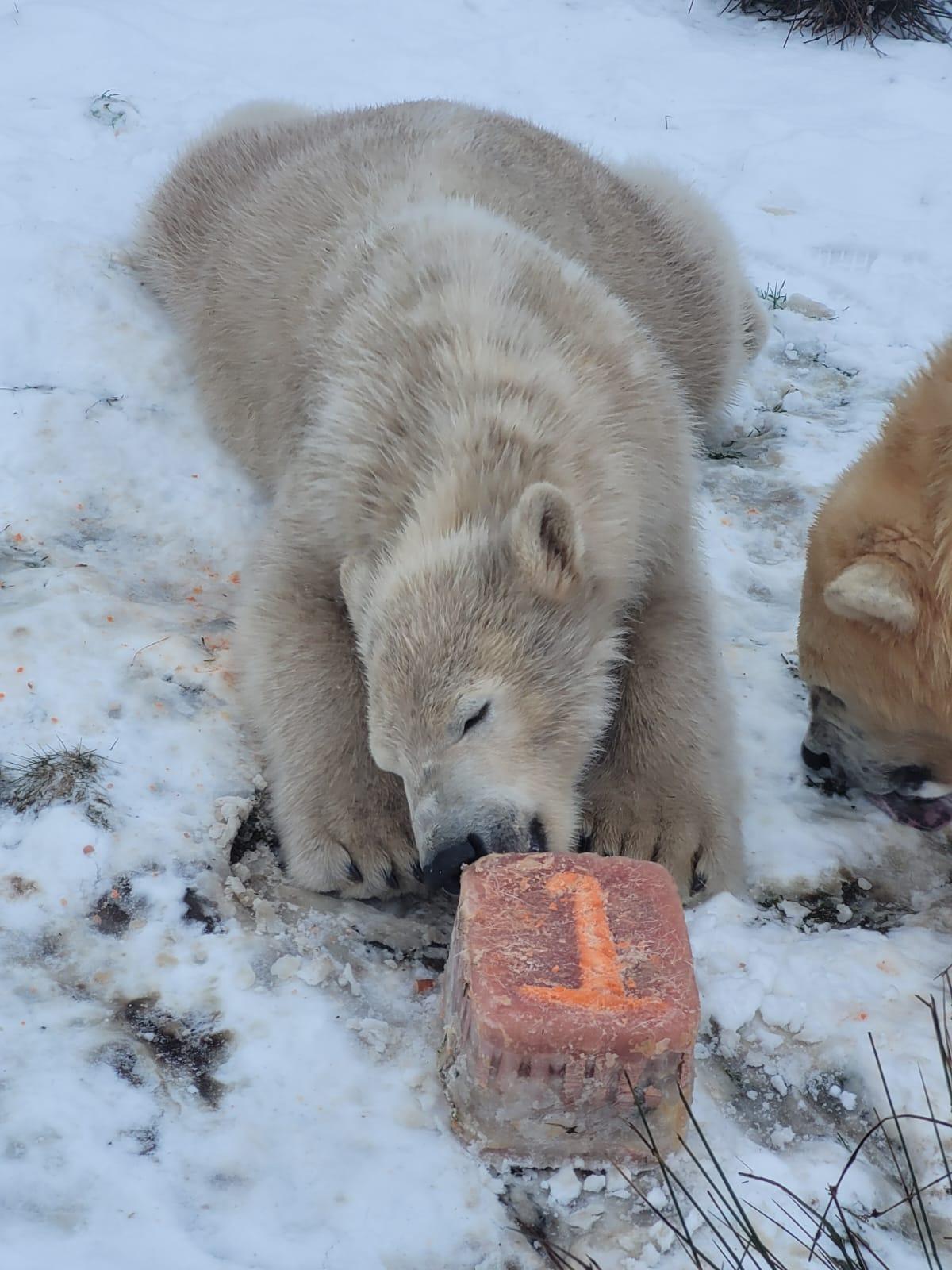 Brodie polar bear lying down in snow enjoying special ice treat on his first birthday

Image: 2022