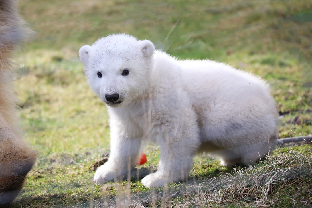 Brodie polar bear cub outside for the first time

IMAGE Laura Moore 2022