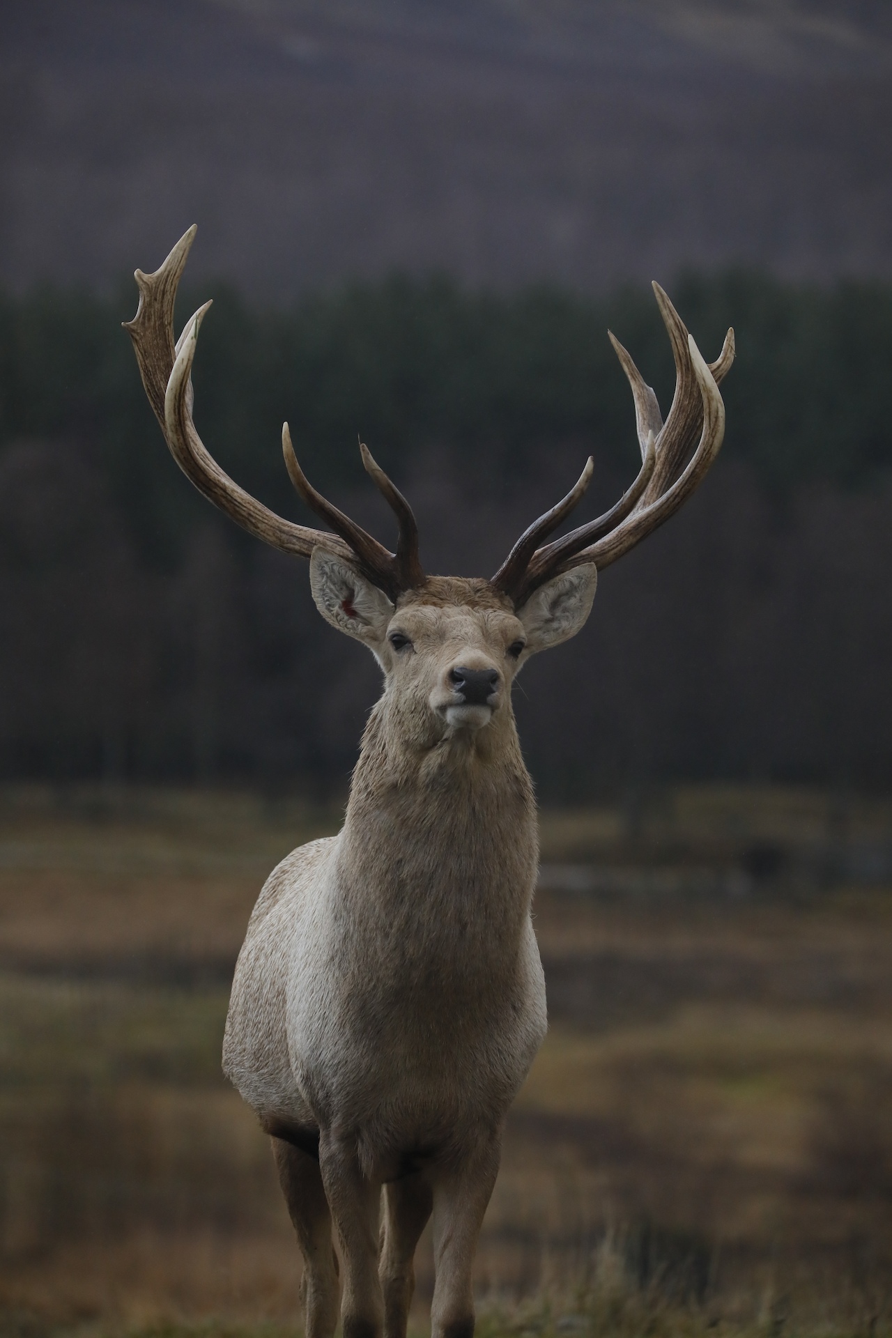 Bukhara deer face on looking toward camera, portrait
Image: AMY MIDDLETON 2023