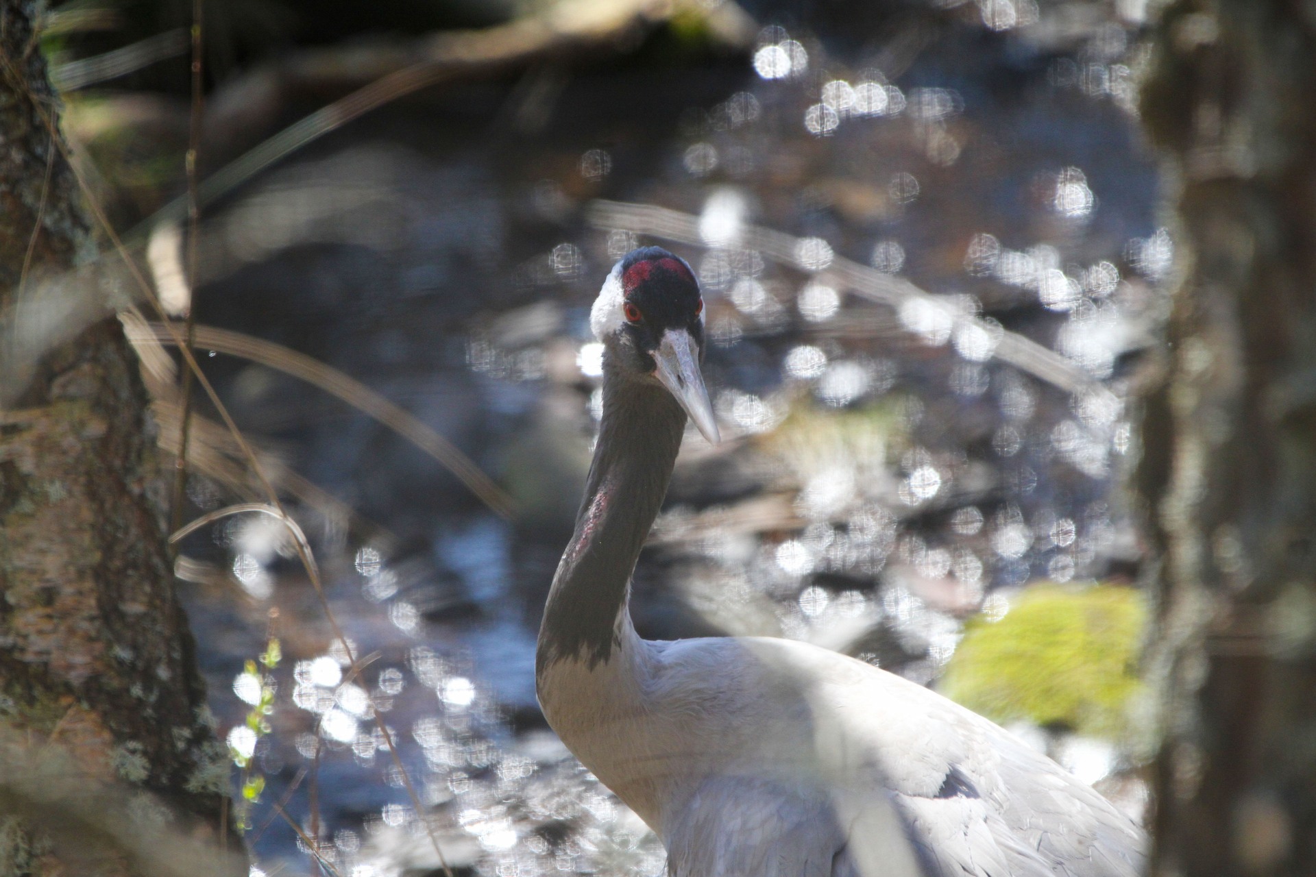 Eurasian crane with head turned toward camera, water reflecting light behind
Image: ALLIE MCGREGOR 2023