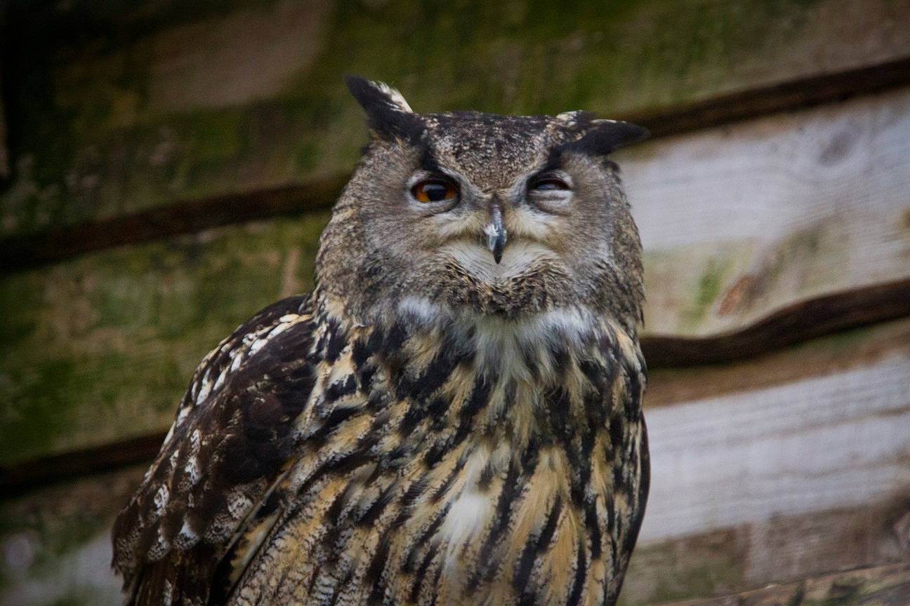 Eurasian eagle owl looking at camera [eye contact] IMAGE: Amy Middleton 2022