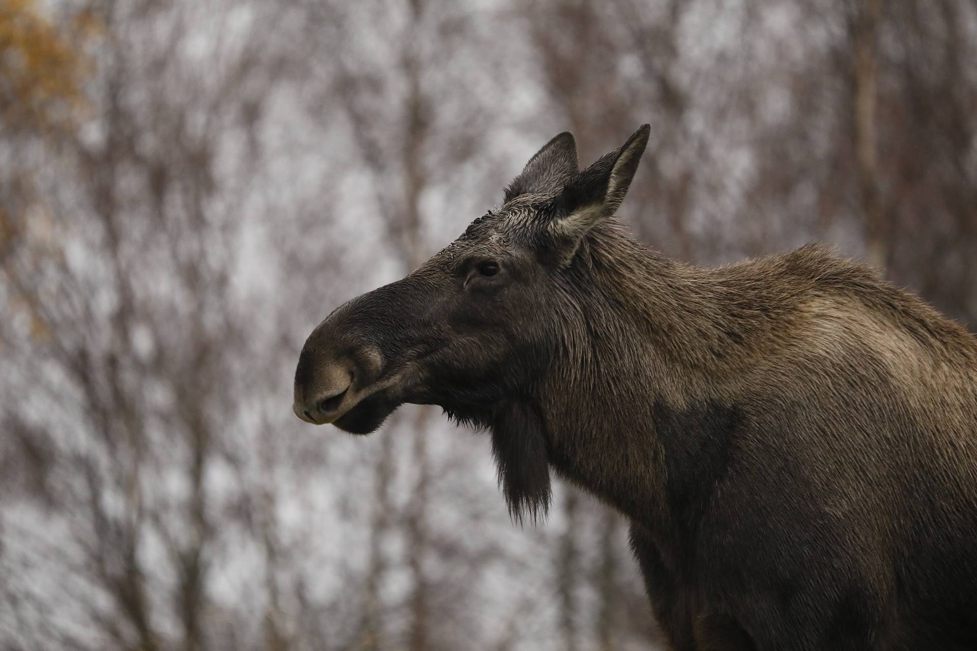 Eurasian elk Ash looking to the left IMAGE: Amy Middleton 2023