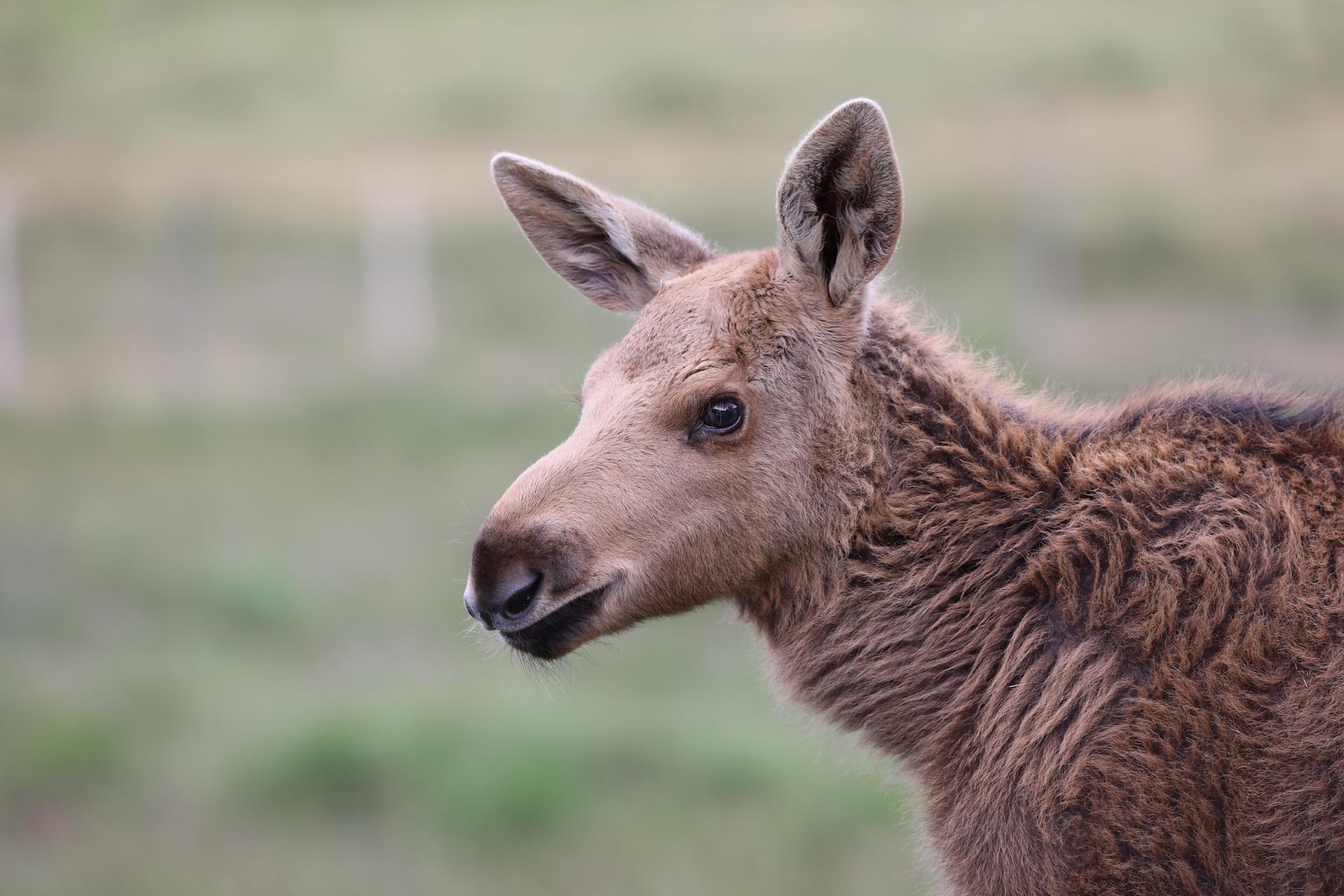Young elk Goose in portrait with head and shoulders in frame 

Image: AMY MIDDLETON 2023