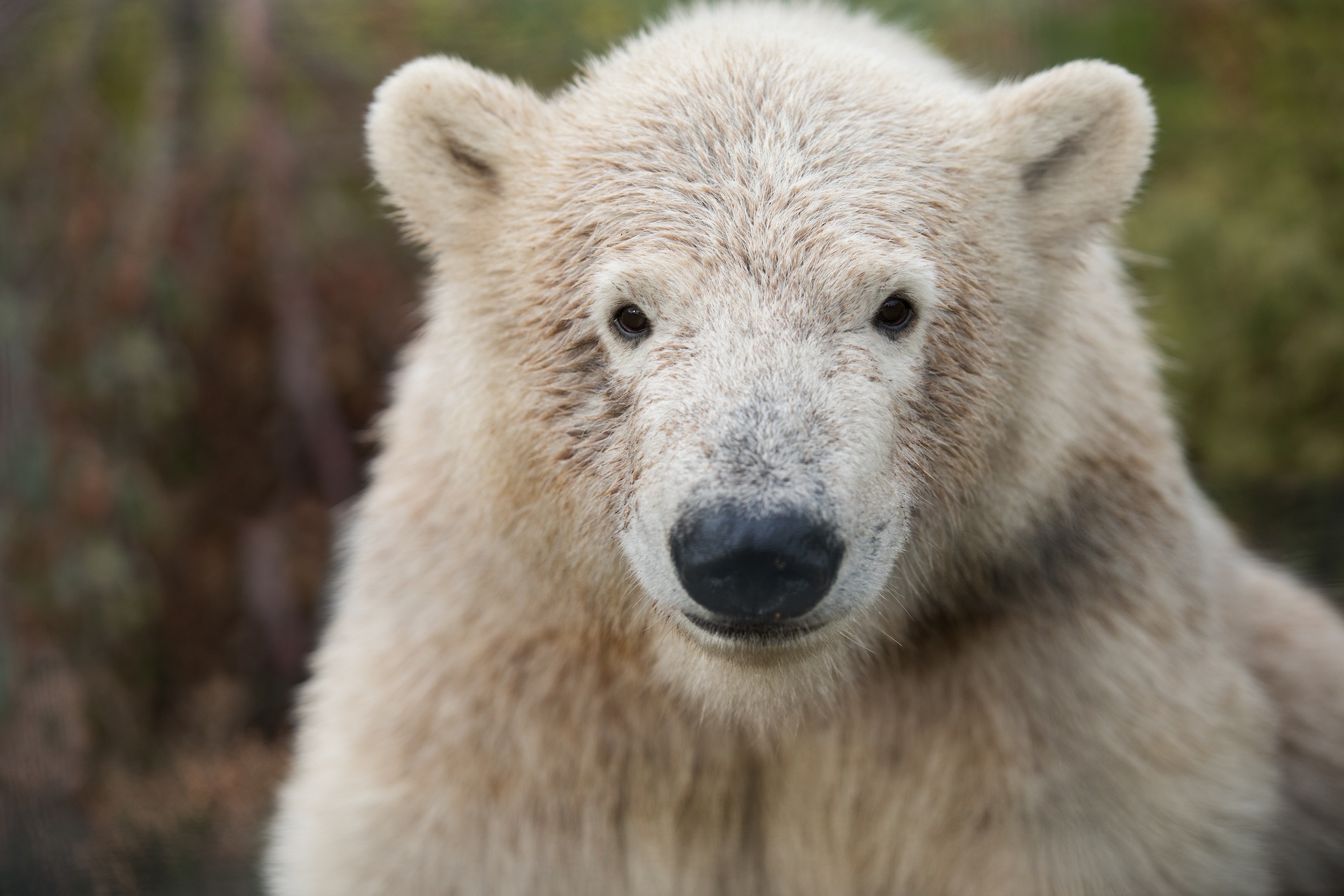 Hamish polar bear cub sitting facing camera filling the frame eye contact

Image: SIAN ADDISON 2020