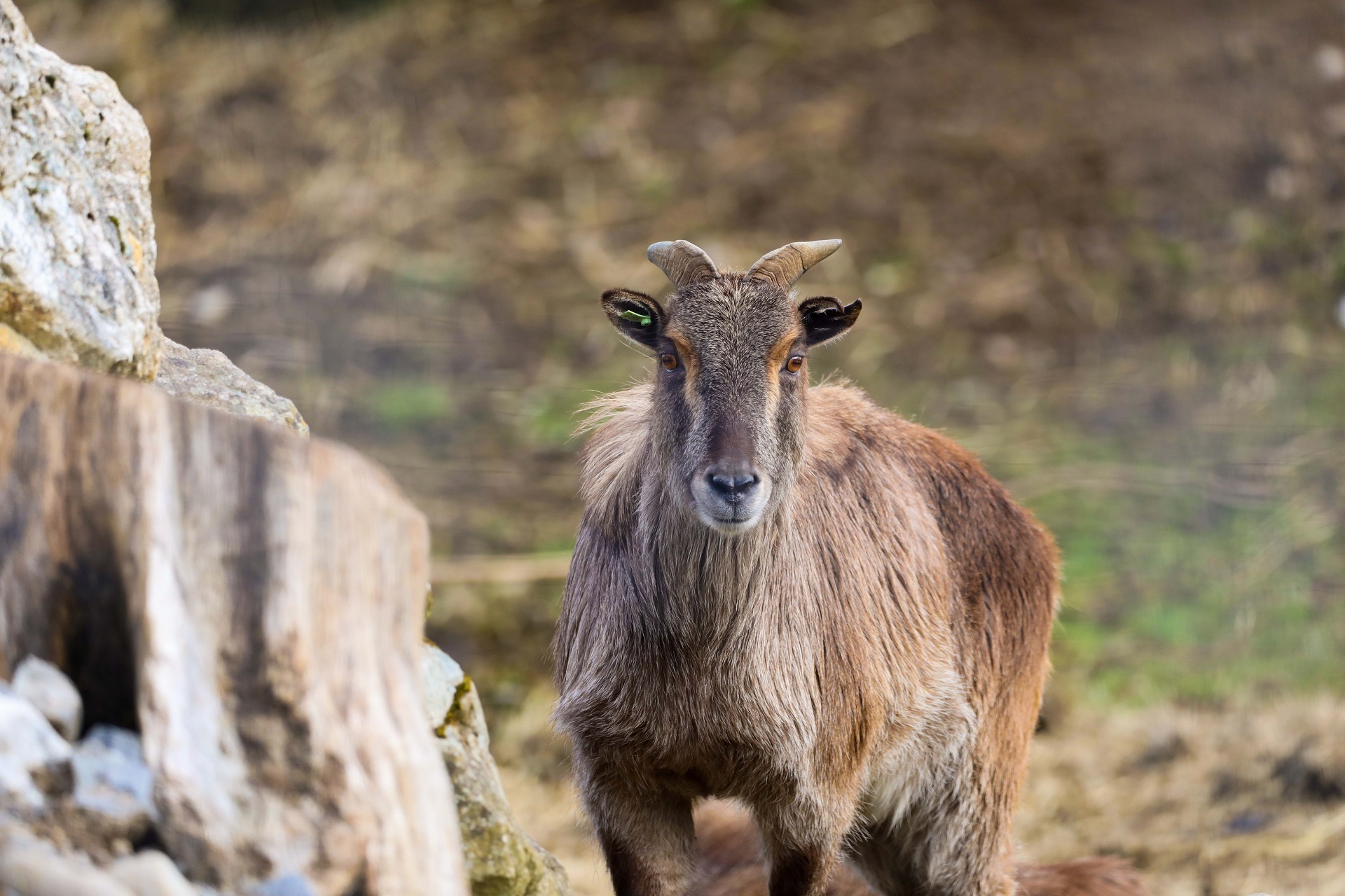 Himalayan tahr looking at camera
IMAGE: Allie McGregor 2024