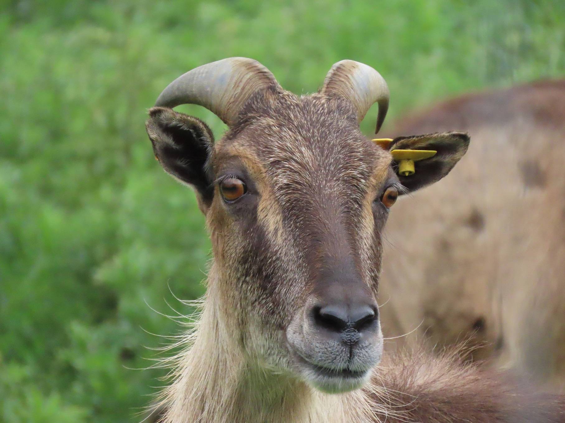 Himalayan tahr looking directly at camera [eye contact] IMAGE: Amy Middleton 2023
