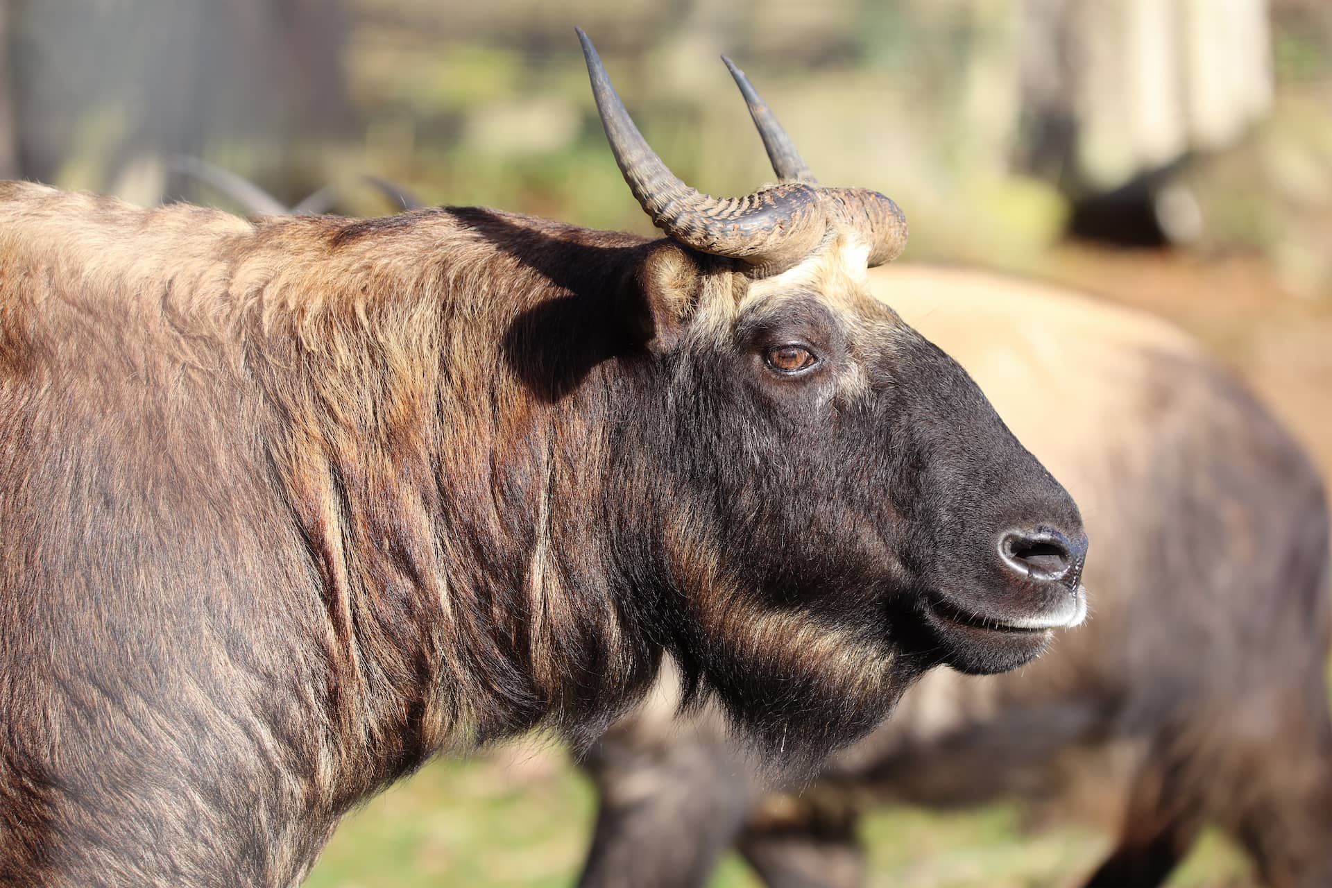 Mishmi takin side profile looking to the right IMAGE: Laura Moore 2021