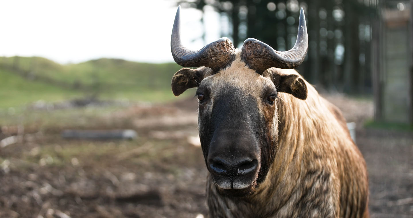 Mishmi Takin IMAGE: FoSho 2023