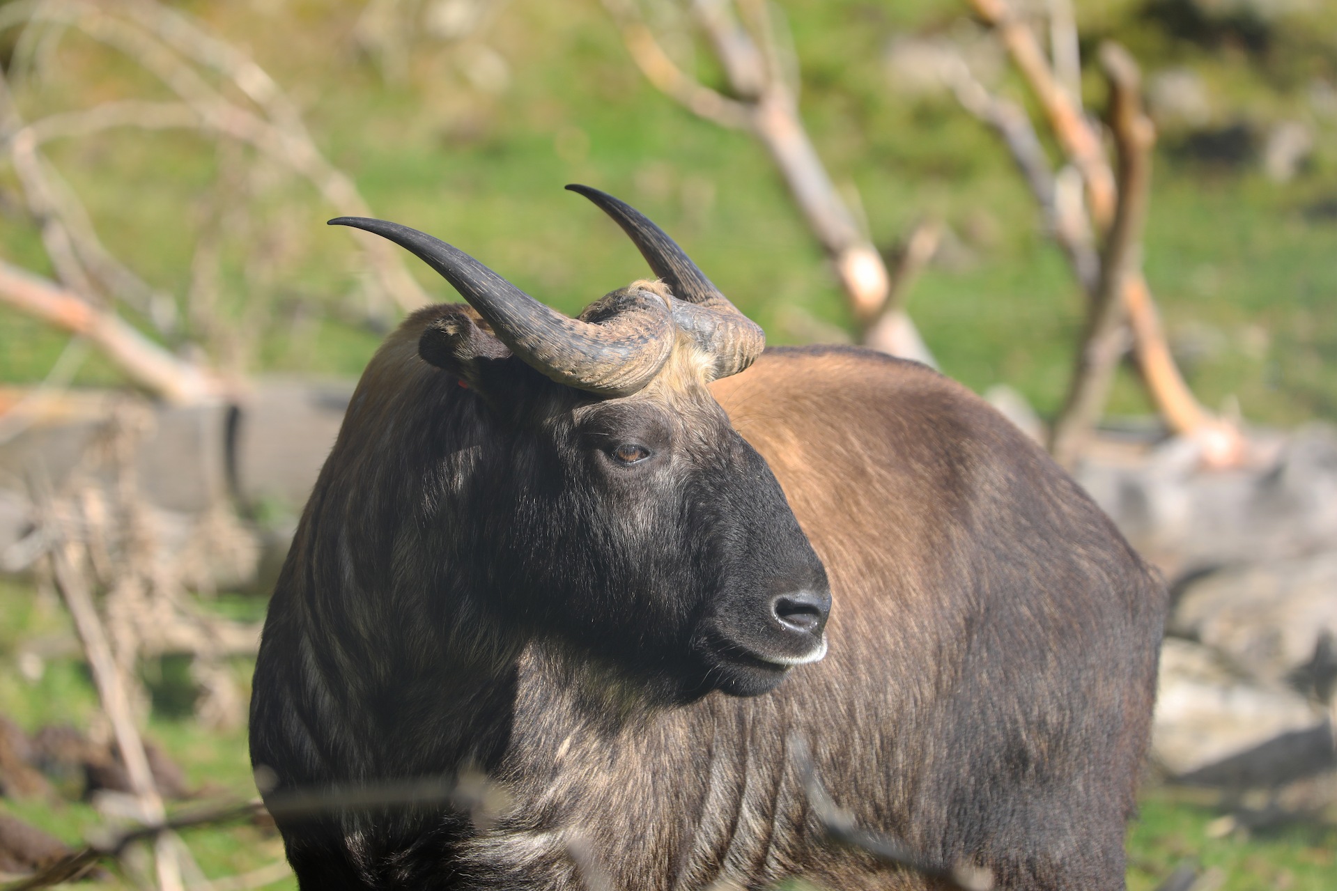 Mishmi Takin in reserve looking to right
Image: JASMINE GEDDES 2022