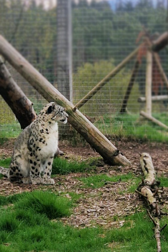 Snow leopard Pari

IMAGE: JUDITH BOWMAN 2025