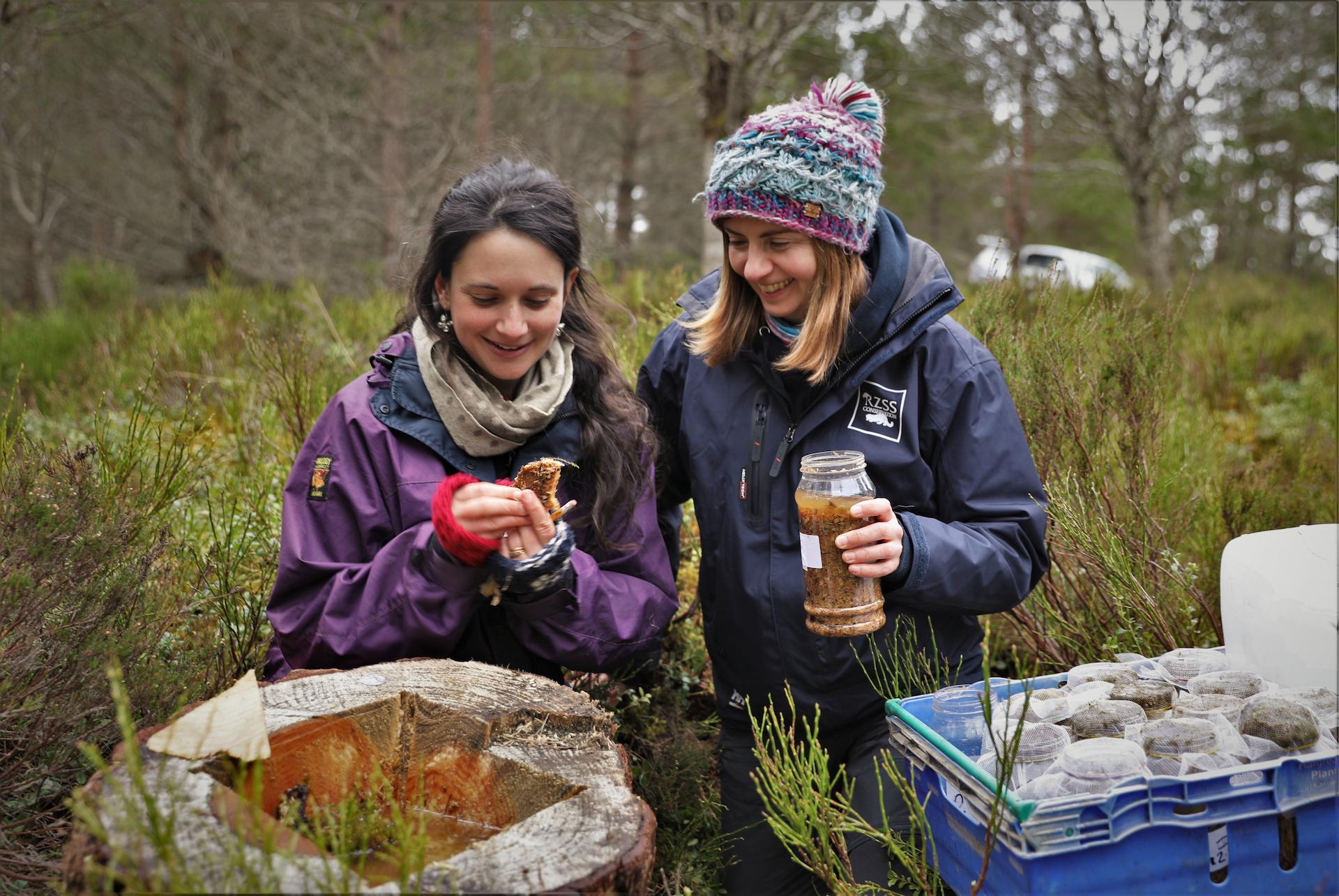 Conservation Manager Helen Taylor and Rare Invertebrates in the Cairngorms project officer Genevieve Tompkins at pine hoverfly releases

Image: RZSS