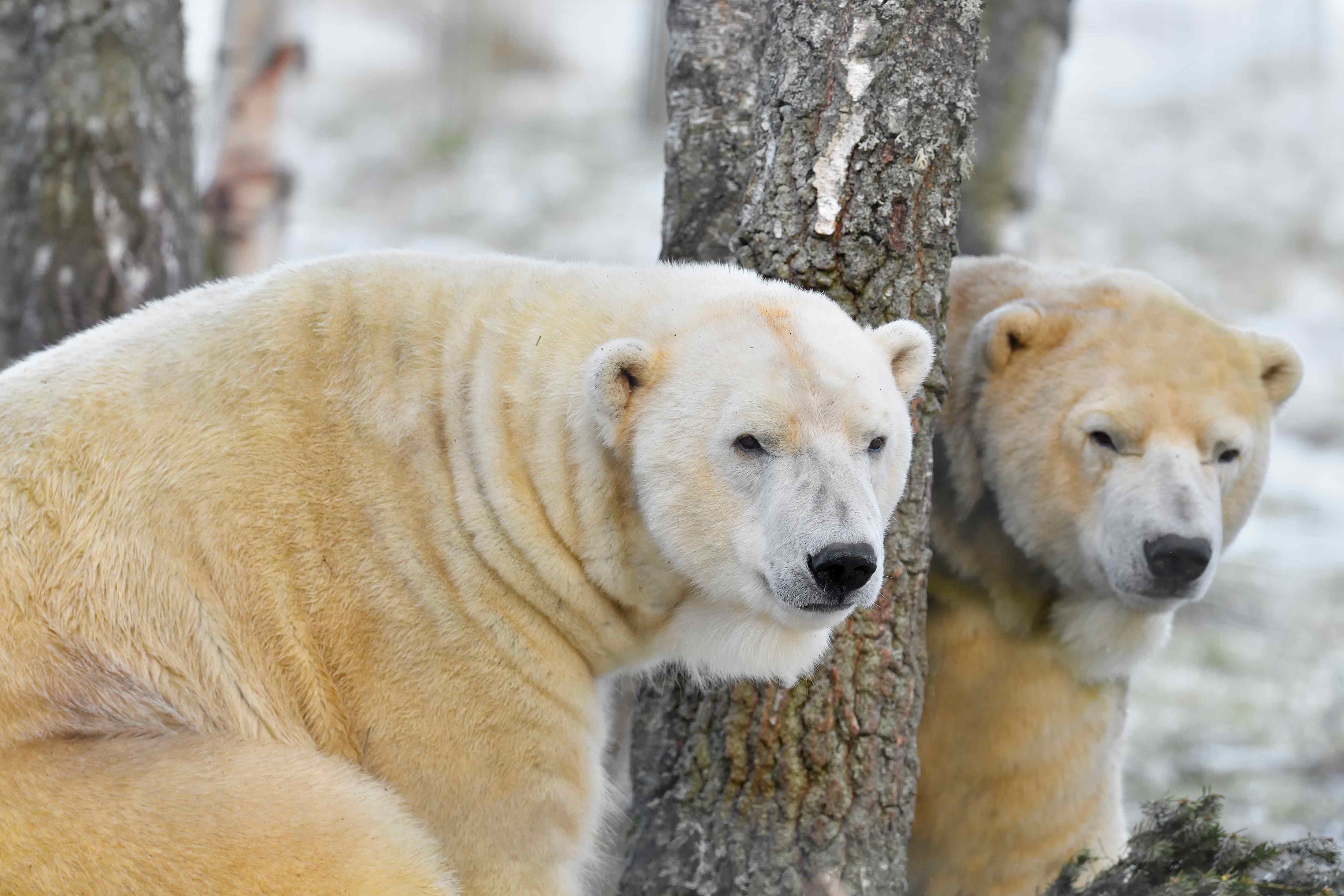 Arktos and Walker standing together on either side of tree in snow

IMAGE: Laurie Campbell