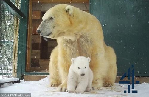 Polar bear cub Hamish first time outside sitting in front of mum Victoria in snow

Image: STV 2018