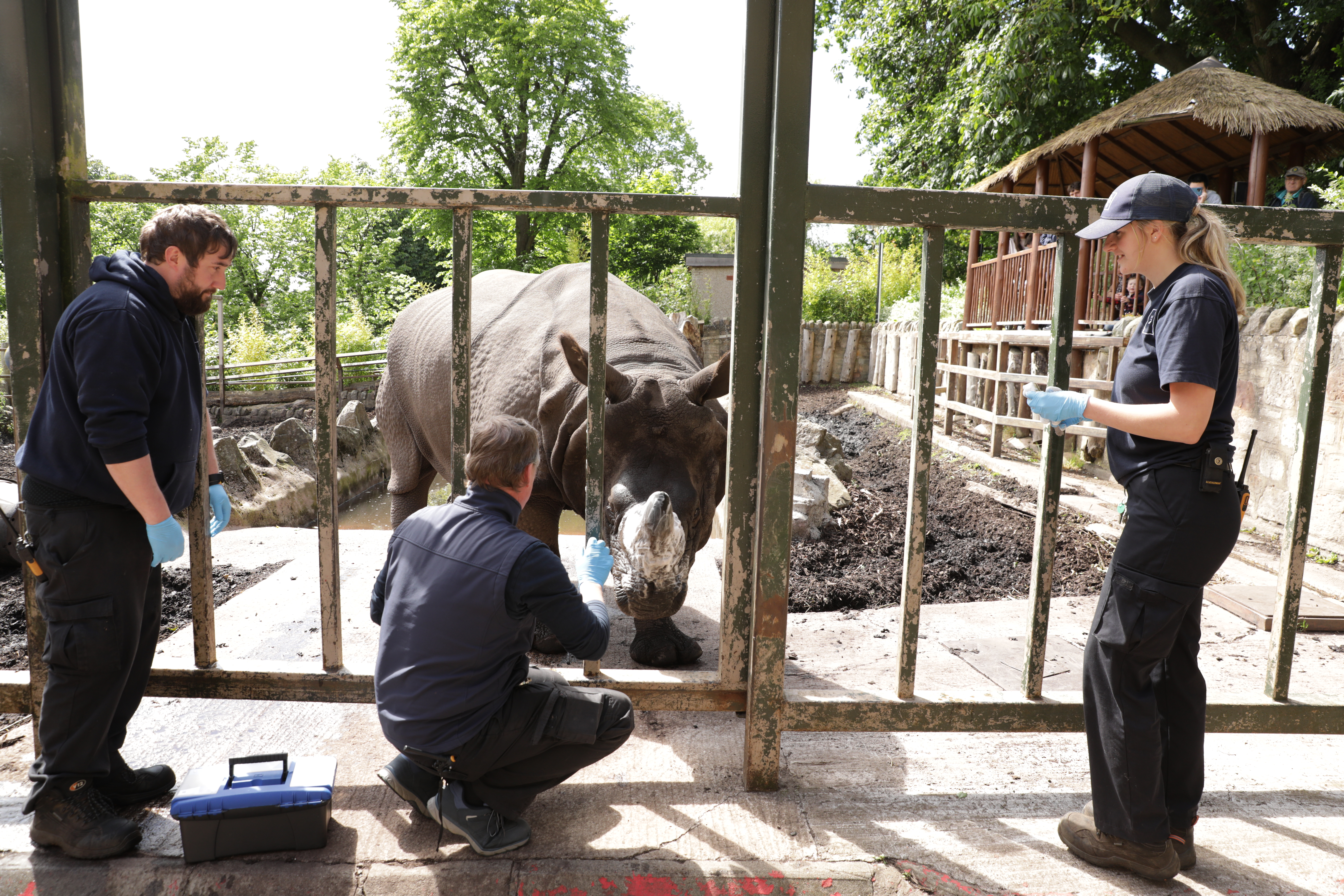 Vets and keepers applying medicated shampoo to Qabid's horn IMAGE 2024 Rhiordan Langan-Fortune