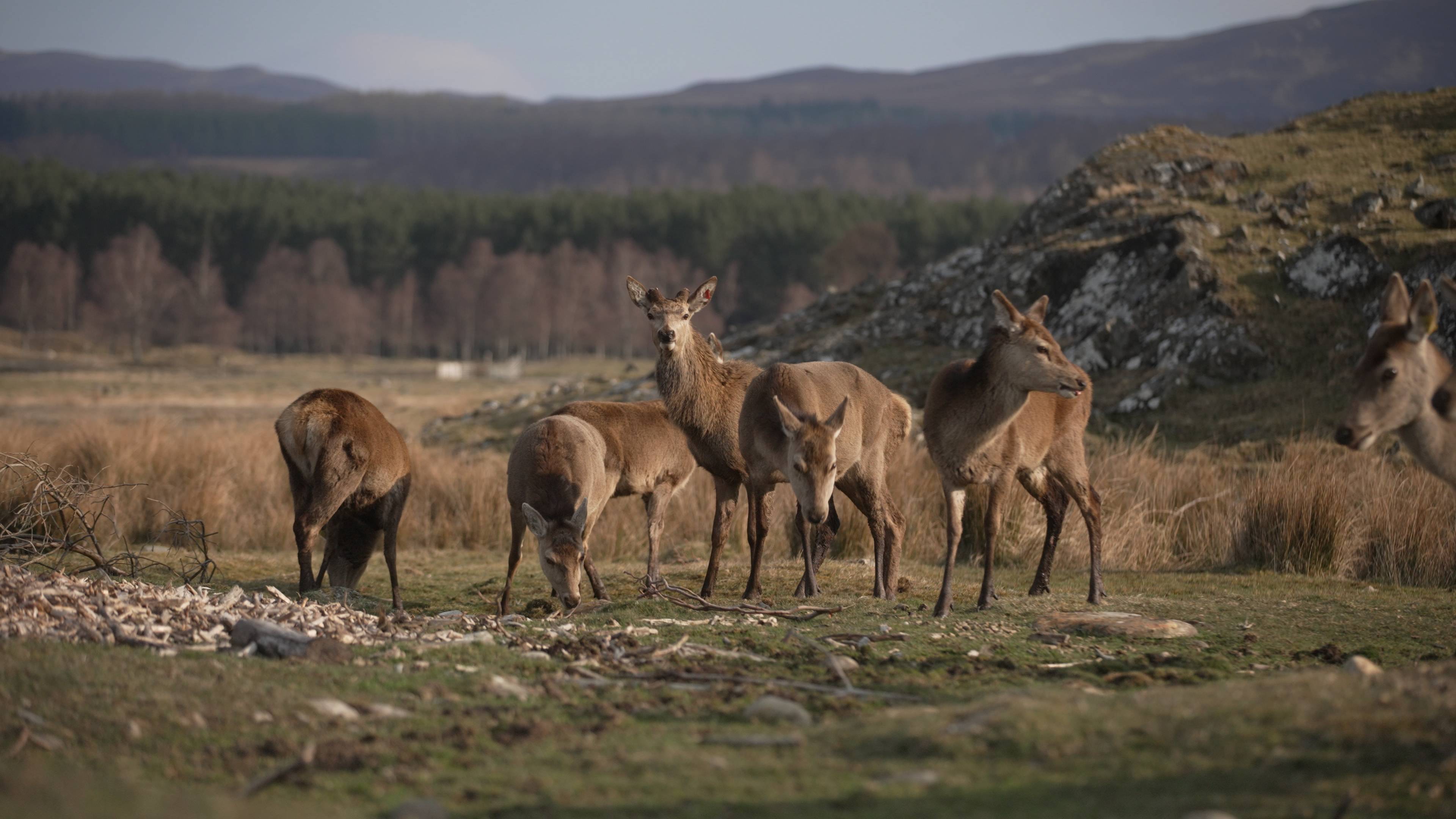 Group of red deer gathered on a hillside in the drive through reserve. IMAGE: FoSho 2023