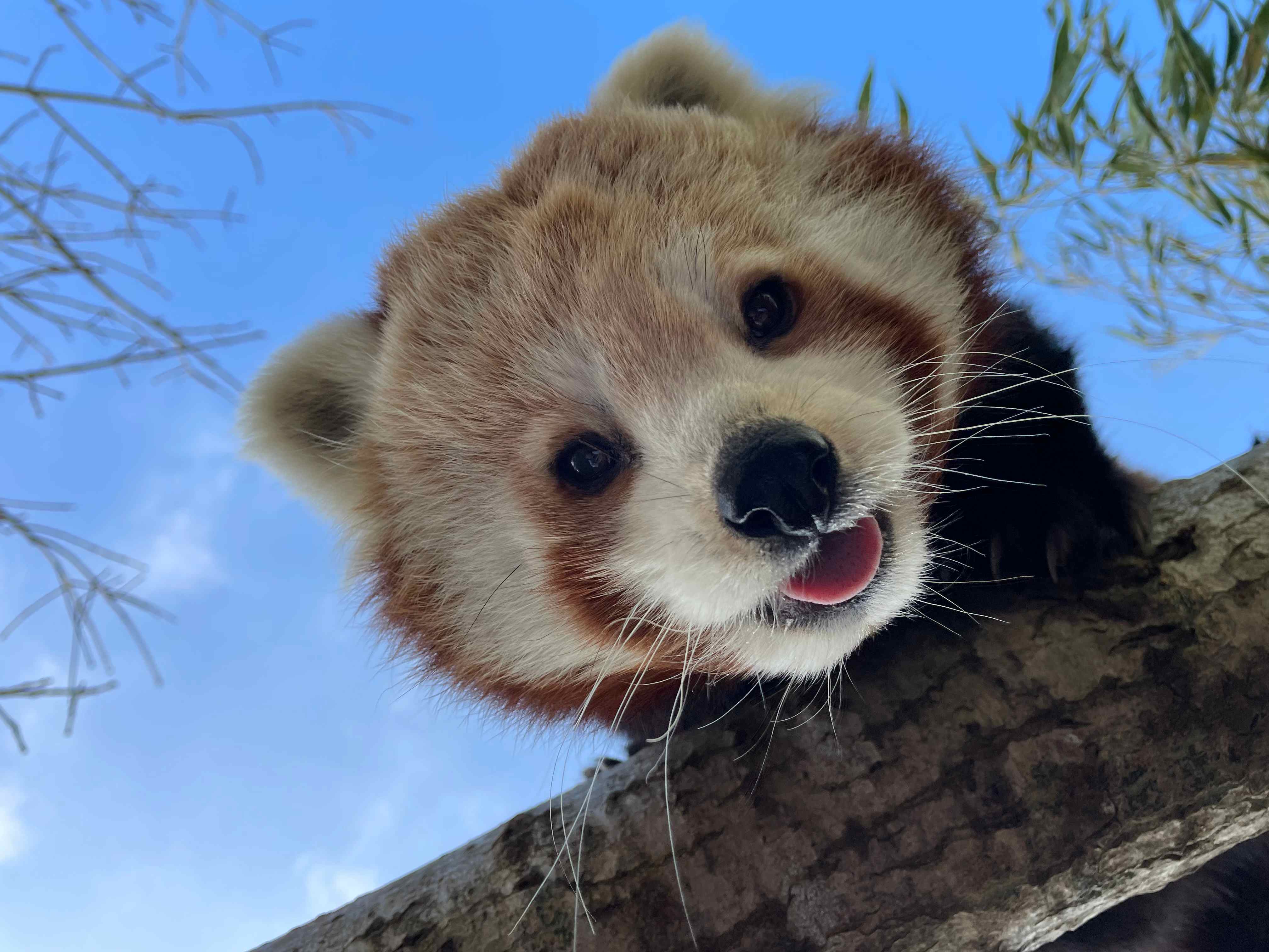 *Deceased* red panda Kitty close up image

Image: DARREN MCGARRY 2023