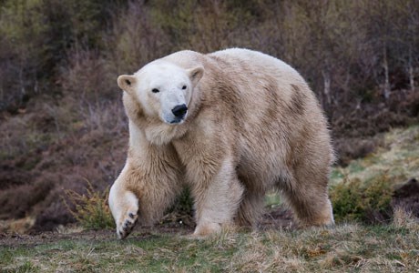 Polar bear Victoria walking through enclosure a little bit muddy

Image: 2015