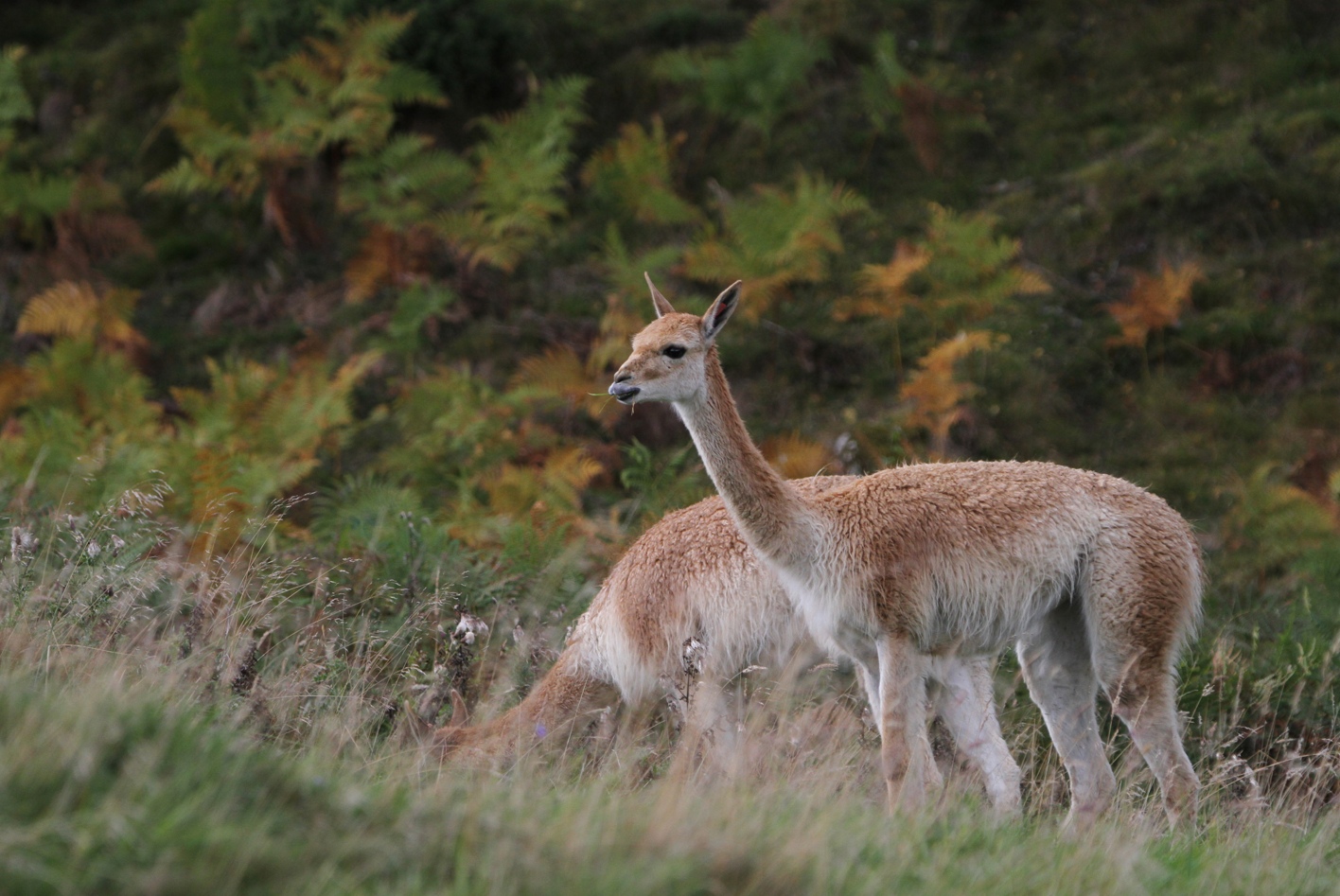 Two members of vicuna herd one with head down and one looking up with some grass in its mouth

Image: LAURA MOORE 2023