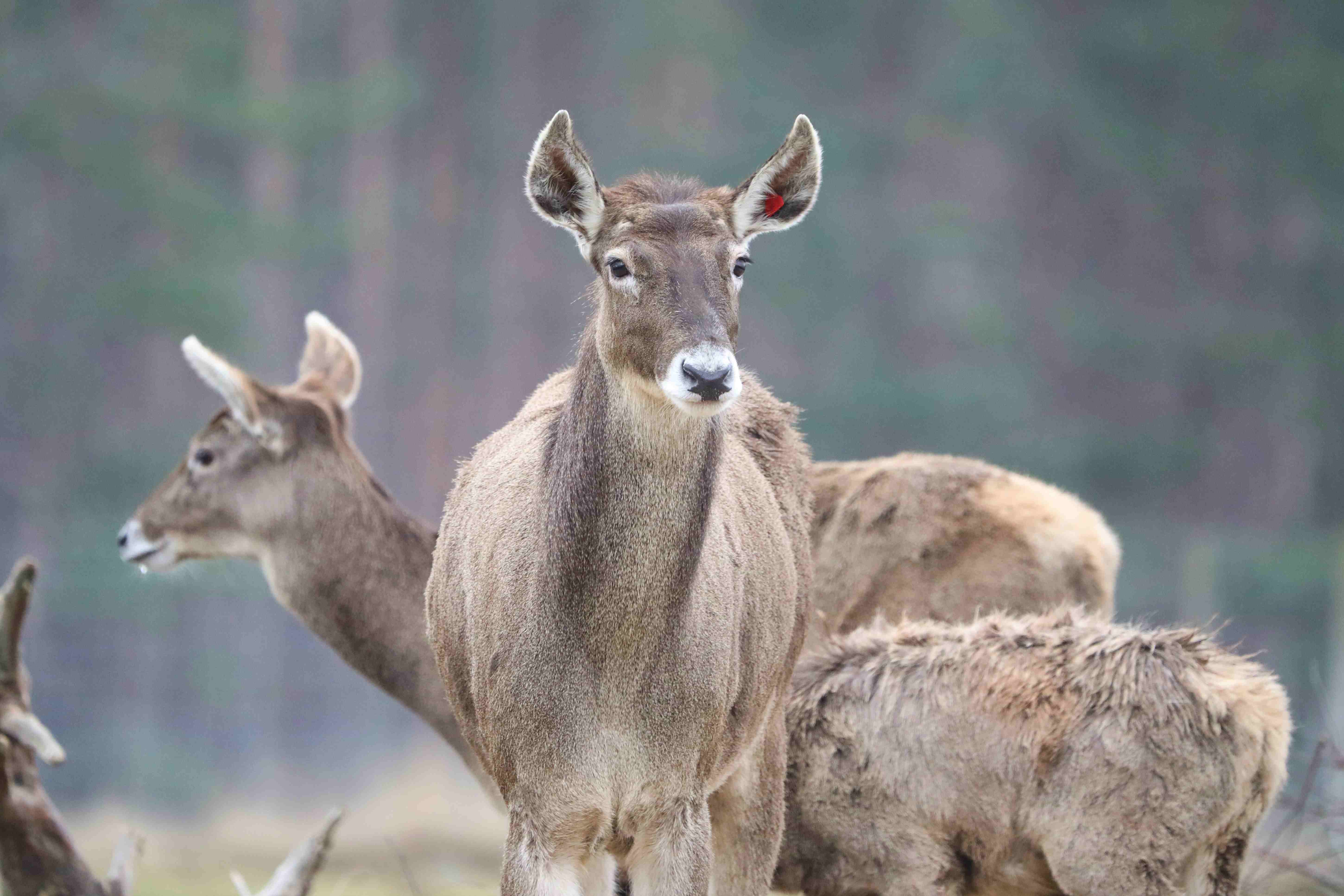 Small group of white lipped deer. Front deer is looking at camera. Image: Amy Middleton 2023