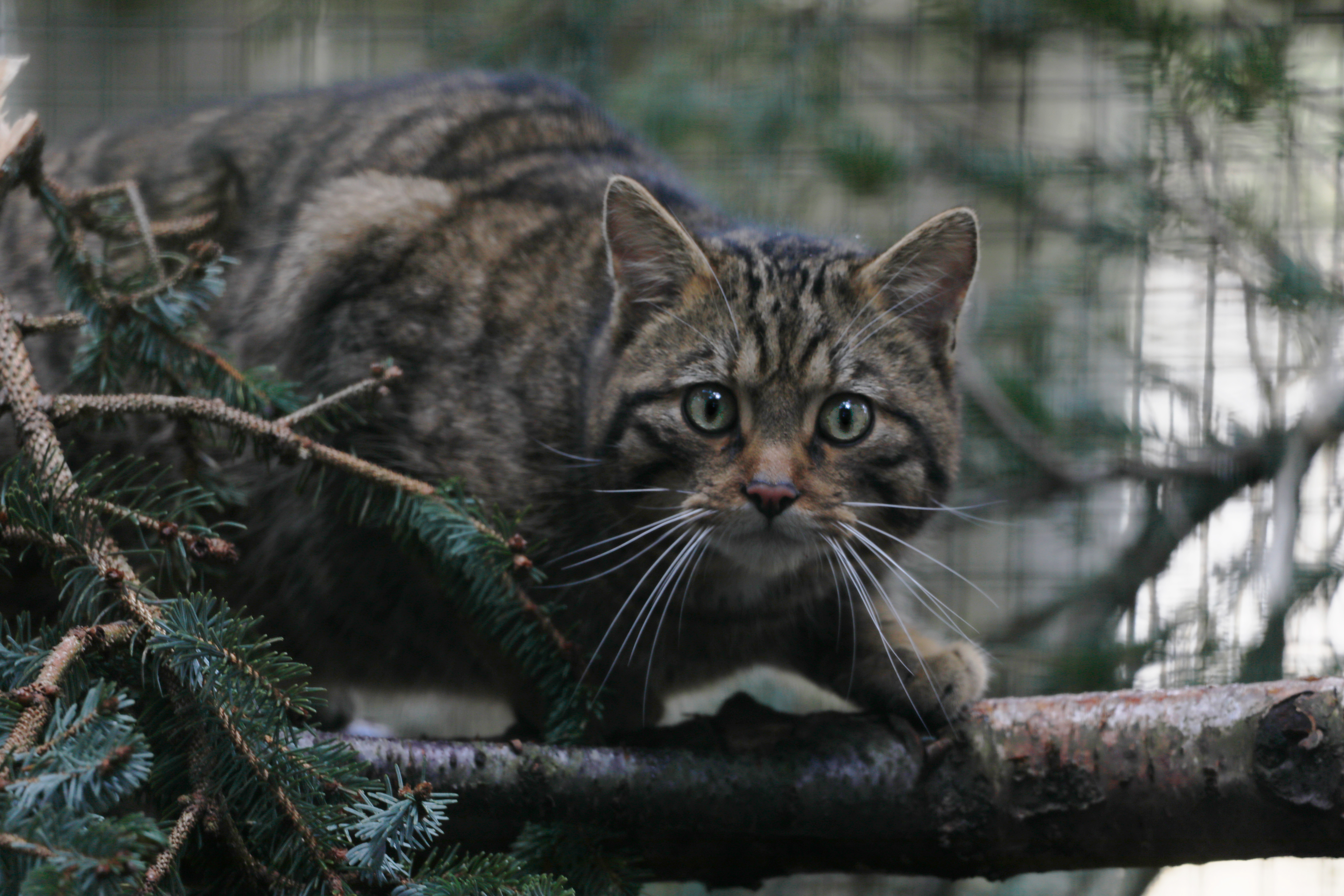 Wildcat looking at the camera 

IMAGE: Laura Moore 2024