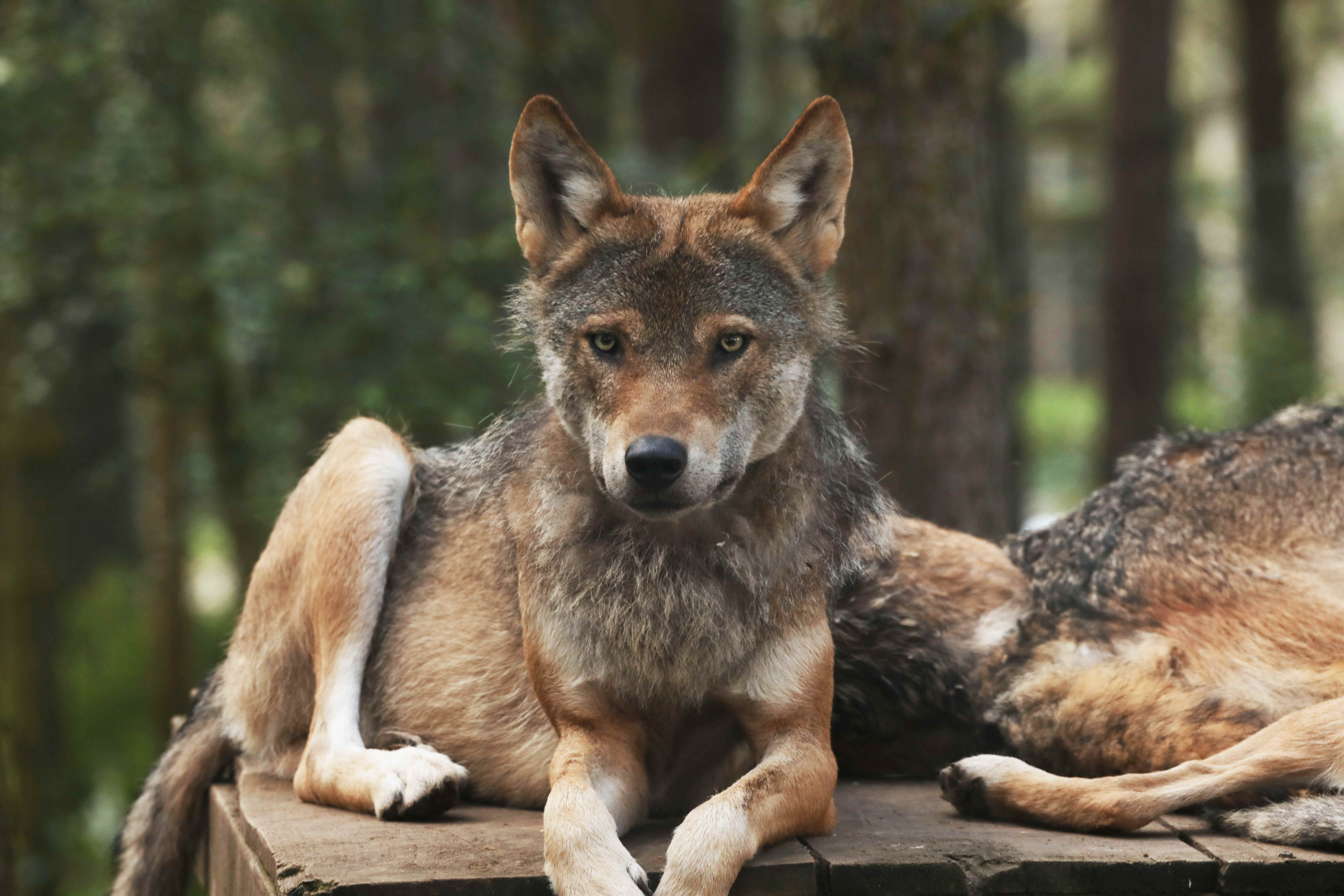 Wolf looking to camera IMAGE Laura Moore 2024